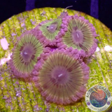 Krustenanemonen „Chiquita“ AD Special“