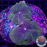 Rhodactis spp. „Freaky Tongue“ WYSIWYG „AD Special“