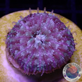 Fungia spp. „Galaxy“ WYSIWYG „AD Special“