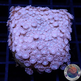 Alveopora spp. “Pastel Flower” WYSIWYG