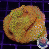 Montipora spp. „Marvelous“  AD Special