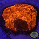 Echinophyllia spp. “Oil Spill” WYSIWYG