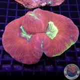 Trachyphyllia spp. „Beasti“ WYSIWYG
