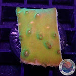 Turbinaria spp. „Toxic“