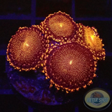 Krustenanemonen „Campfire“ AD Special