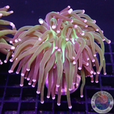 Euphyllia glabrescens „OG Holy Grail“