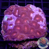 Favia spp. „Air Strike“ WYSIWYG „AD Special“