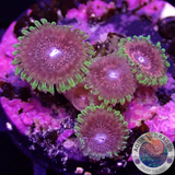 Krustenanemonen „Levin‘s Chili“ AD Special