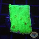 Turbinaria spp. „Toxic“