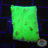 Turbinaria spp. „Toxic“
