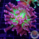 Euphyllia paraancora „Sticky Fingers“ WYSIWYG