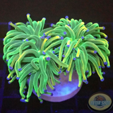 Euphyllia glabrescens „OG Holy Grail“