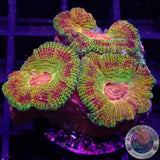 Micromussa spp. „Odyssee“