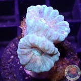 Caulastraea spp. „Mint“ WYSIWYG