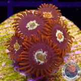 Krustenanemonen „Punk“ WYSIWYG