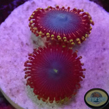 Krustenanemonen „Heaven Scent“ AD Special