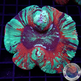 Trachyphyllia spp. „Bleeding Beast“ WYSIWYG