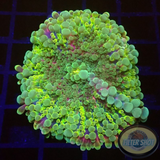 Ricordea yuma 🌈 „Rainbow“ WYSIWYG „AD Special“