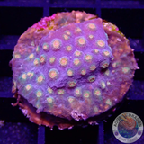 Cyphastrea spp. Meteor Shower“ WYSIWYG