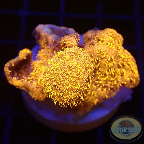 Pavona spp. „24K“ WYSIWYG