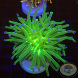 Euphyllia glabrescens „Blueberry“ WYSIWYG