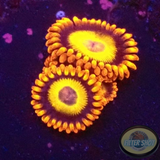 Krustenanemonen „Fruit Loops“ WYSIWYG