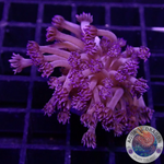 Goniopora spp. „Purple Flower“