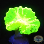 Caulastraea spp. „Kryptonite“