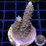 Acropora spp. WYSIWYG