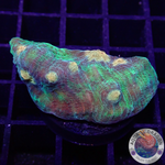 Echinophyllia spp. „Alien Spice“ WYSIWYG