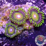 Krustenanemonen „Super Saiyan“ WYSIWYG