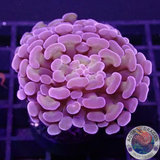 Euphyllia spp. „Mystic“ WYSIWYG „AD Special“