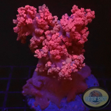 Dendronephthya spp. „Pink Tree“ WYSIWYG „AD Special“