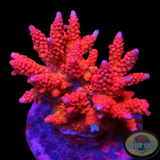 Acropora spp. „Posh Spice“ WYSIWYG