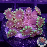 Alveopora spp. „G Touch“