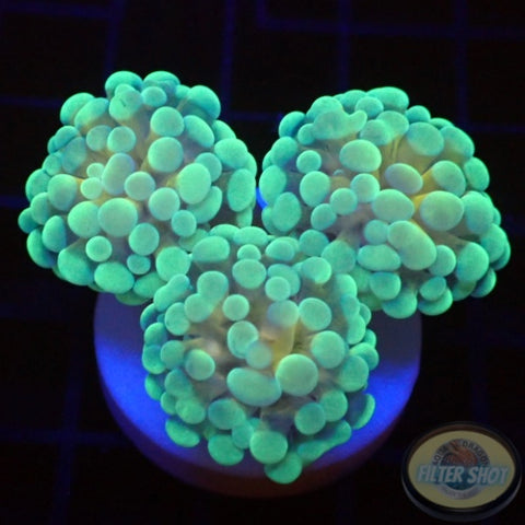 Euphyllia baliensis „Banana“