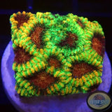 Favia spp. „Prodigy“ AD Special