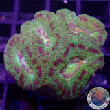 Micromussa spp. „Abe‘s Oddysee“