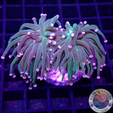 Euphyllia glabrescens „Blueberry“