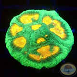 Echinophyllia spp. „Golden Boy“ AD Special