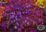 Goniopora spp. „Purple Flower“ WYSIWYG