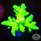 Acropora austera „Kryptonite“ WYSIWYG „AD Special“