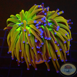 Euphyllia glabrescens „Hellraiser“