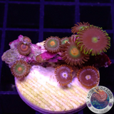 Krustenanemonen „Mixi Daisy“ WYSIWYG