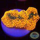 Ricordea florida „Shyne“ WYSIWYG „AD Special“