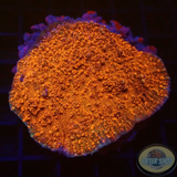 Echinophyllia spp. „Flame“ WYSIWYG