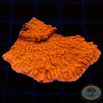 Montipora spp. „Ultra Leaf“