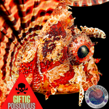 Dendrochirus brachypterus „Kurzflossen-Zwergfeuerfisch“