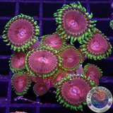 Krustenanemonen „Chili“ 🌶️ WYSIWYG