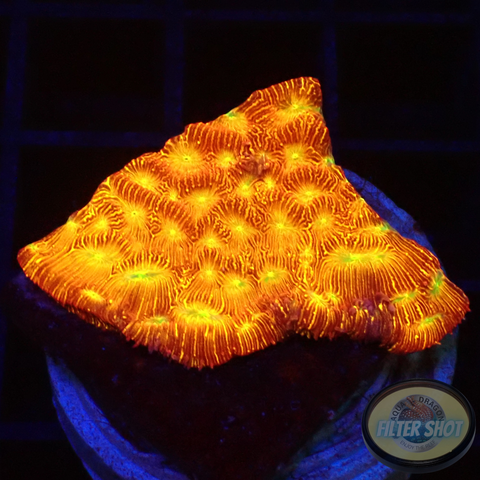 Leptoseris spp. „Jack O Lantern“